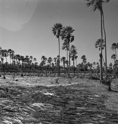 Extração e produção da Carnaúba