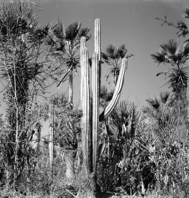 Carnaúba e mandacaru