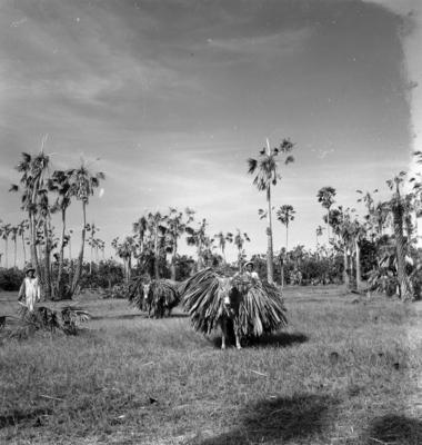 Extração e produção da Carnaúba