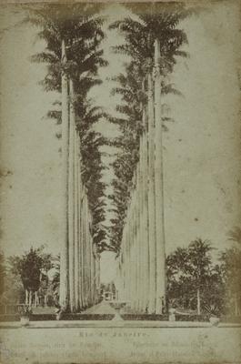 Aleia de palmeiras no Jardim Botânico