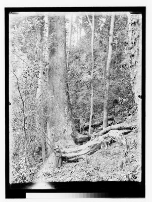 Marc Ferrez e sua família na floresta da Tijuca