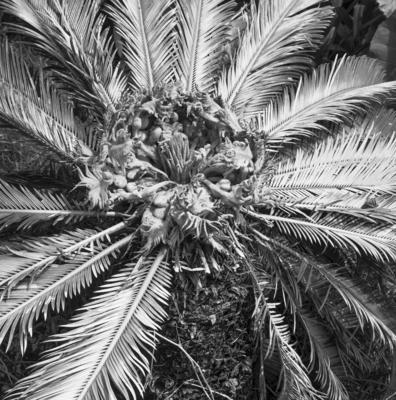 Flora no Sítio Burle Marx