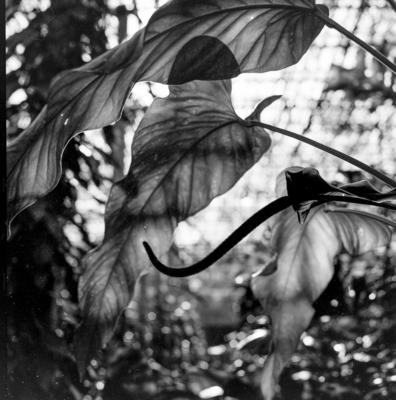 Flora no Sítio Burle Marx