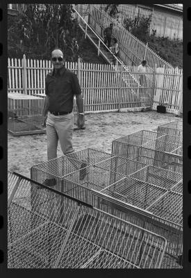 Galos usados para briga de galos