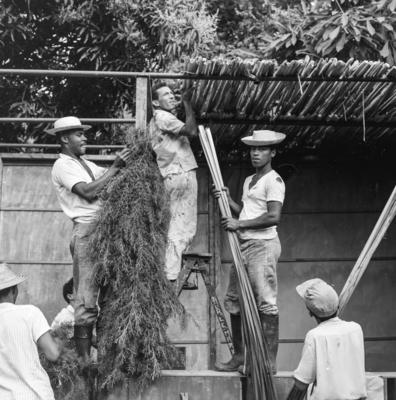 Preparativos para festa junina no Sítio Burle Marx