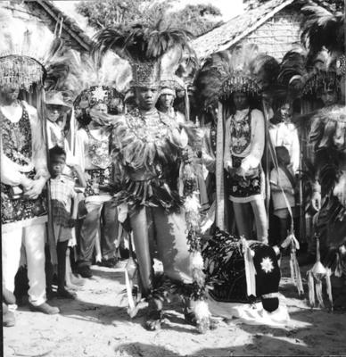 Bumba meu boi, festa popular