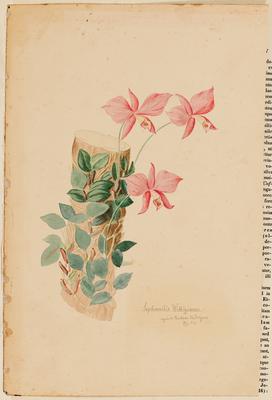 Sophronitis Wittigianae