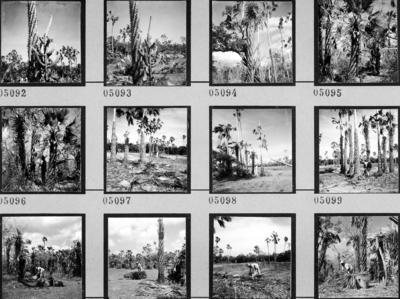 Extração e produção da Carnaúba