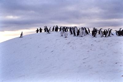 Aventuras de Igor na Antártida