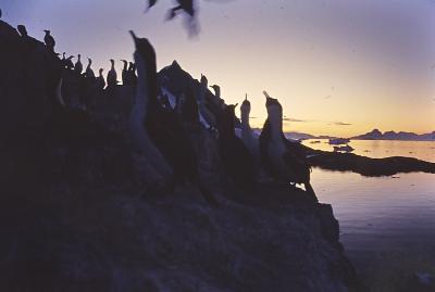 Aventuras de Igor na Antártida