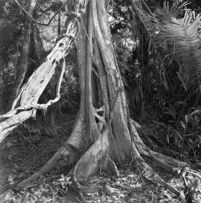 Flora - Ilha de Marajó