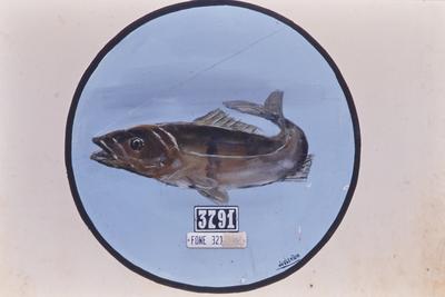 Flagrante de rua - placas, letreiros e cartazes