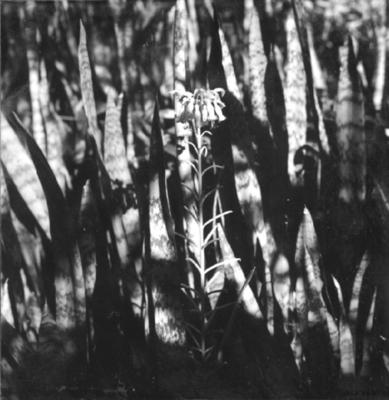 Flora no Sitio Burle Marx