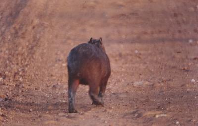 Capivara