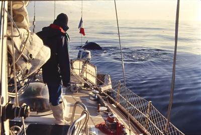 Aventuras de Igor na Antártida