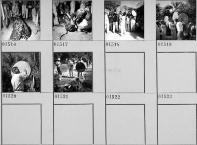 Bumba meu boi, festa popular