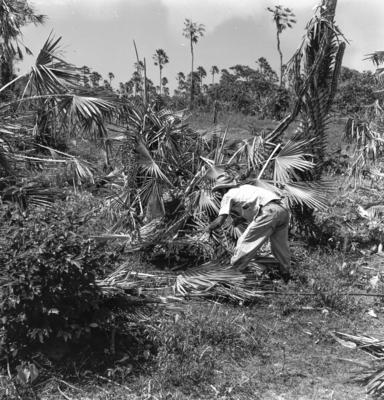 Extração e produção da Carnaúba