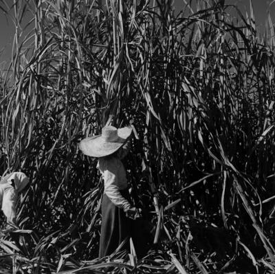 Lavoura canavieira, trabalhadores