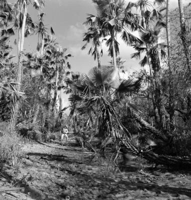 Extração e produção da Carnaúba