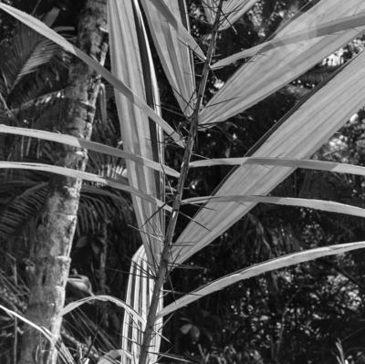 Flora - Ilha de Marajó