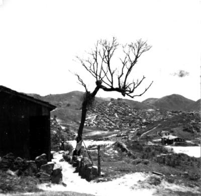 Festa da Penha, festa popular