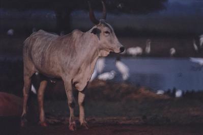 Gado e aves ao fundo