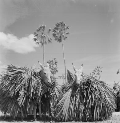 Extração e produção da Carnaúba, jumentos