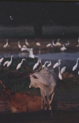 Gado e aves ao fundo