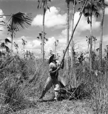 Extração e produção da Carnaúba